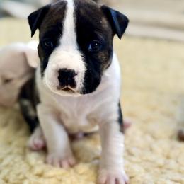 Davante - Black brindle male American Staffordshire Terrier puppy in Clearwater, Florida from Whit's End Kennel