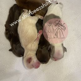 Shih Tzu Puppies from Shurbeez Shih Tzu