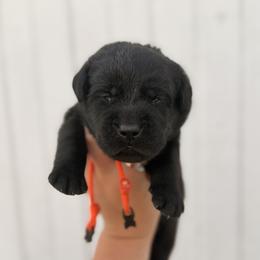 Orange - Black male Labrador Retriever puppy in At Henry, Ohio from Hickory Creek Labs