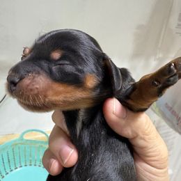 Dearie - Black and tan female Dachshund puppy in Fayetteville, Pennsylvania from PA's Darling Doxies