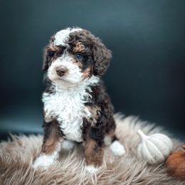 Smoky Barrel - Tri-color male Bernedoodle puppy in Fleming Island, Florida from Island Doodles