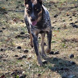 Tully - Australian Cattle Dog
