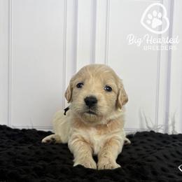 Storm - White female Companion Cross puppy in Utah County, Utah from Big Hearted Breeders