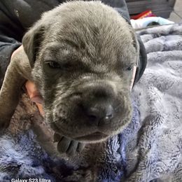 Boy 3 - Gray male Cane Corso puppy in Dunnellon, Florida from Touch of Spice Kennels