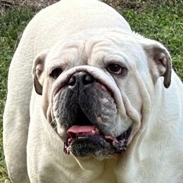 Bobo - Bulldog