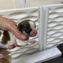 Arlo - Sable and white male Shih Tzu puppy in Reddell, Louisiana from TINYSHIHTZUFURU