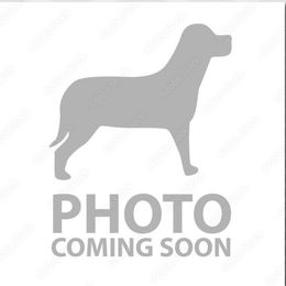 Trix - Black and white female Beagle puppy in Rose Bud, Arkansas from Rajun Cajun Kennels