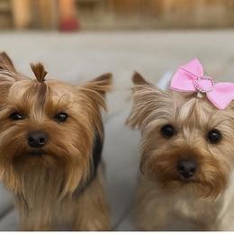 Yorkshire Terrier puppies from Crystal Garden Yorkies