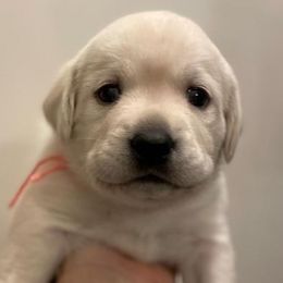 Girl 4 - Yellow Labrador Retriever puppy in Hutto, Texas from Texas Bluebonnet Labs