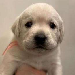 Girl 4 - Yellow Labrador Retriever puppy in Hutto, Texas from Texas Bluebonnet Labs