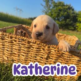 Katherine - Yellow female Labrador Retriever puppy in Lucasville, Ohio from Backwoods Labradors