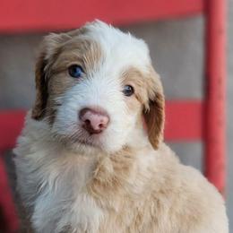 Spirit (Bear) - Apricot female Aussiedoodle puppy in Tucson, Arizona from Ever After Doodles Arizona