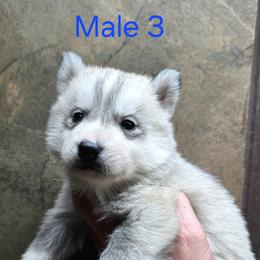 Male 3 - Gray and white male Siberian Husky puppy in Carnesville, Georgia from Southern Magnolia Siberians