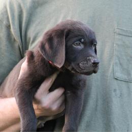 Reef - Chocolate male Labrador Retriever puppy in Morriston, Florida from Penny Lane Labradors