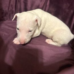 EREBUS - White Bull Terrier puppy in Jasper, Indiana from Beautiful Bullies