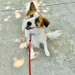 Brie - Border Collie