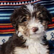 Lil Bit - Seal Bordoodle puppy in Baxter Springs, Kansas from JM Lazy S Doodles and Border Collies