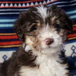 Lil Bit - Seal Bordoodle puppy in Baxter Springs, Kansas from JM Lazy S Doodles and Border Collies