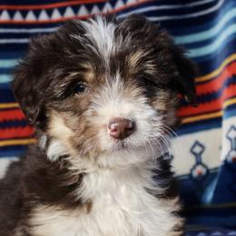 Lil Bit - Seal Bordoodle puppy in Baxter Springs, Kansas from JM Lazy S Doodles and Border Collies