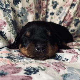 Rottweiler Puppies from Vom Arnold-Hause Rottweilers