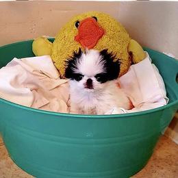 Japanese Chin Puppies from KaLor Japanese Chin