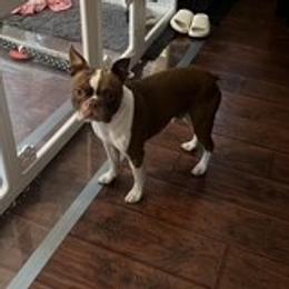 Jackson - Boston Terrier