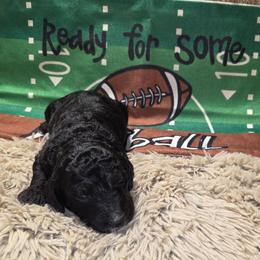 Charlie Brown - Black and white male Aussiedoodle puppy in Cumberland, Rhode Island from W Doodle Crew