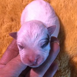L64-04 - Blue male Australian Cattle Dog puppy in Sheridan, Oregon from 6pk Cattledogs