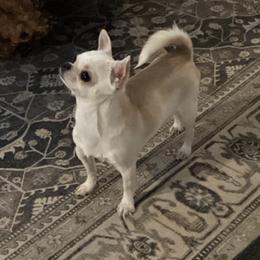 Skittles - Cream and white female Chihuahua puppy in Hebron, North Dakota from Dakota Heart Chihuahuas