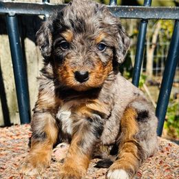 Polka - Merle female Bernedoodle puppy in Bowling Green, Ohio from FDF Pyredoodles & Bernedoodles