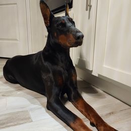 Doberman Pinschers from RDZ Doberman