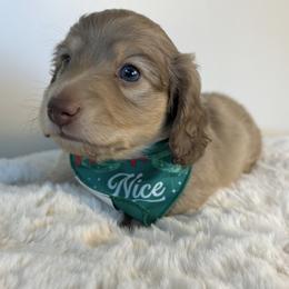 Dachshund Puppies from The Dach House