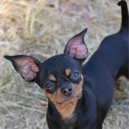 Tinkerbell - Black and red female Chihuahua puppy in Seneca, Missouri from Stephanie’s Puppy Colony