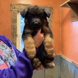 Ice - Black and red female German Shepherd puppy in Union City, Ohio from God’s Gifts German Shepherds