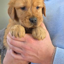 Dark pink - Golden female Golden Retriever puppy in Mt Solon, Virginia from Emma's Golden Puppers