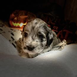 Bernedoodle, Cockapoo, and Goldendoodle Puppies from Avery Doodle Day LLC