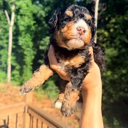 Sailor - Tri-color male Bernedoodle puppy in Townville, South Carolina from Copper Creek Bernedoodles
