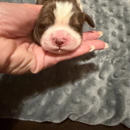 Girl 1 light pink - Liver white and tan female English Springer Spaniel puppy in Lufkin, Texas from Shifletknight Springer Spaniels