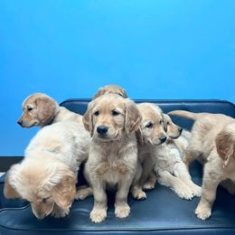 Golden Retriever Puppies from Hancock Goldens