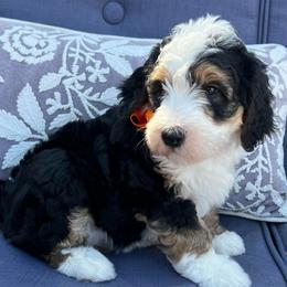 Sally Orange Girl - Tri-color female Bernedoodle puppy in The Woodlands, Texas from Gracie's Goldendoodles and Bernedoodles