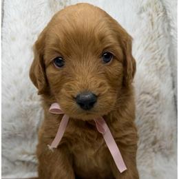 Dream - Red female Australian Labradoodle puppy in Upland, California from Kings Labradoodles