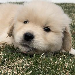 Goldendoodles and Golden Retrievers from Cascade Pups
