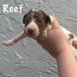Reef - Chocolate male Goldendoodle puppy in Atlantic Beach, Florida from Glamorous Golden Doodles