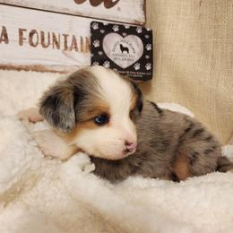 Blue - Blue merle male Toy Australian Shepherd puppy in Logansport, Indiana from Sandy Hill Farm Aussies, LLC