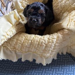 Girl 2 - Black brindle female Havapoo puppy in Centerville, Idaho from HopplevalleyPTA...(Puppies To Adore)