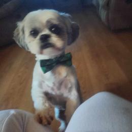 Shih Tzu and West Highland White Terrier Puppies from Westies of Morrison