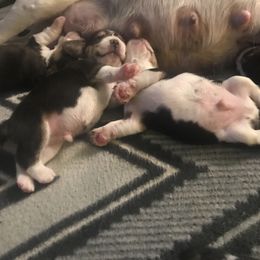 Beagle Puppies from Macushla Kennels