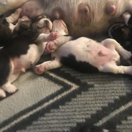 Beagle Puppies from Macushla Kennels