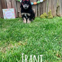 Poodle Puppies from Cosmic Caliber Standard Poodles