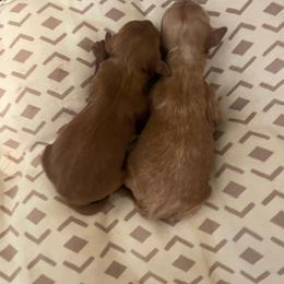 Boy 2 - Red male Cavapoo puppy in Cedar City, Utah from Pearson's Poodles